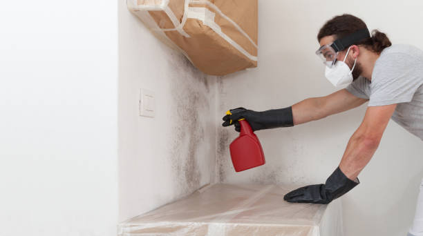 Professional Basement Mold Remediation technician working in Westfield, NJ