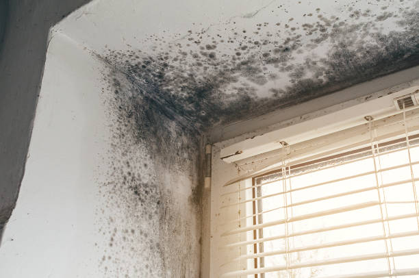 Affordable Basement Mold Remediation solutions in Westfield, NJ